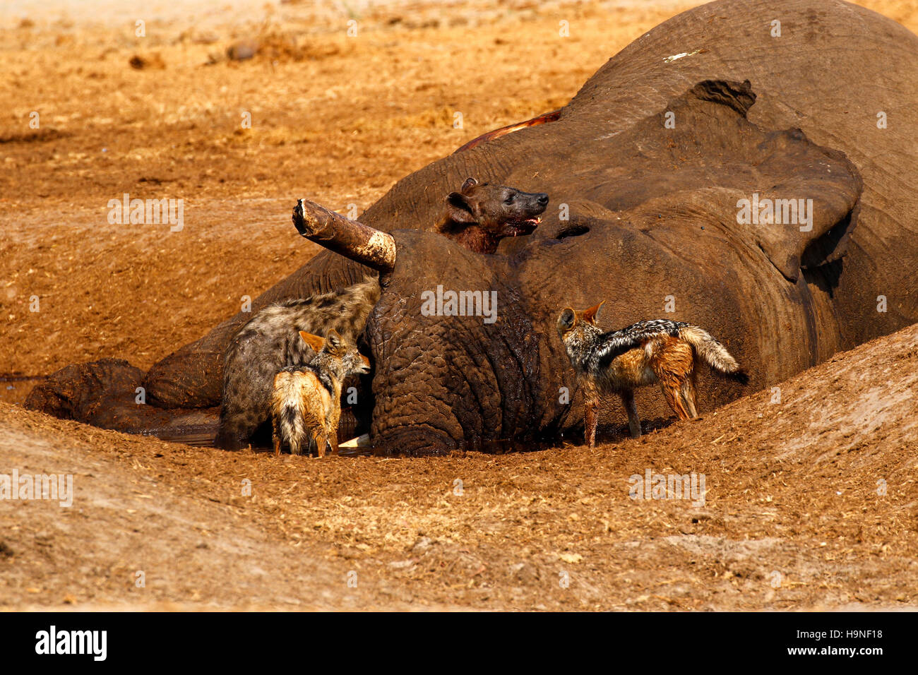 Octobre 2016 temps désespérés à Savuti Botswana comme la région est dans une période de sécheresse très sèche avec très peu d'eau pour les animaux sauvages Banque D'Images