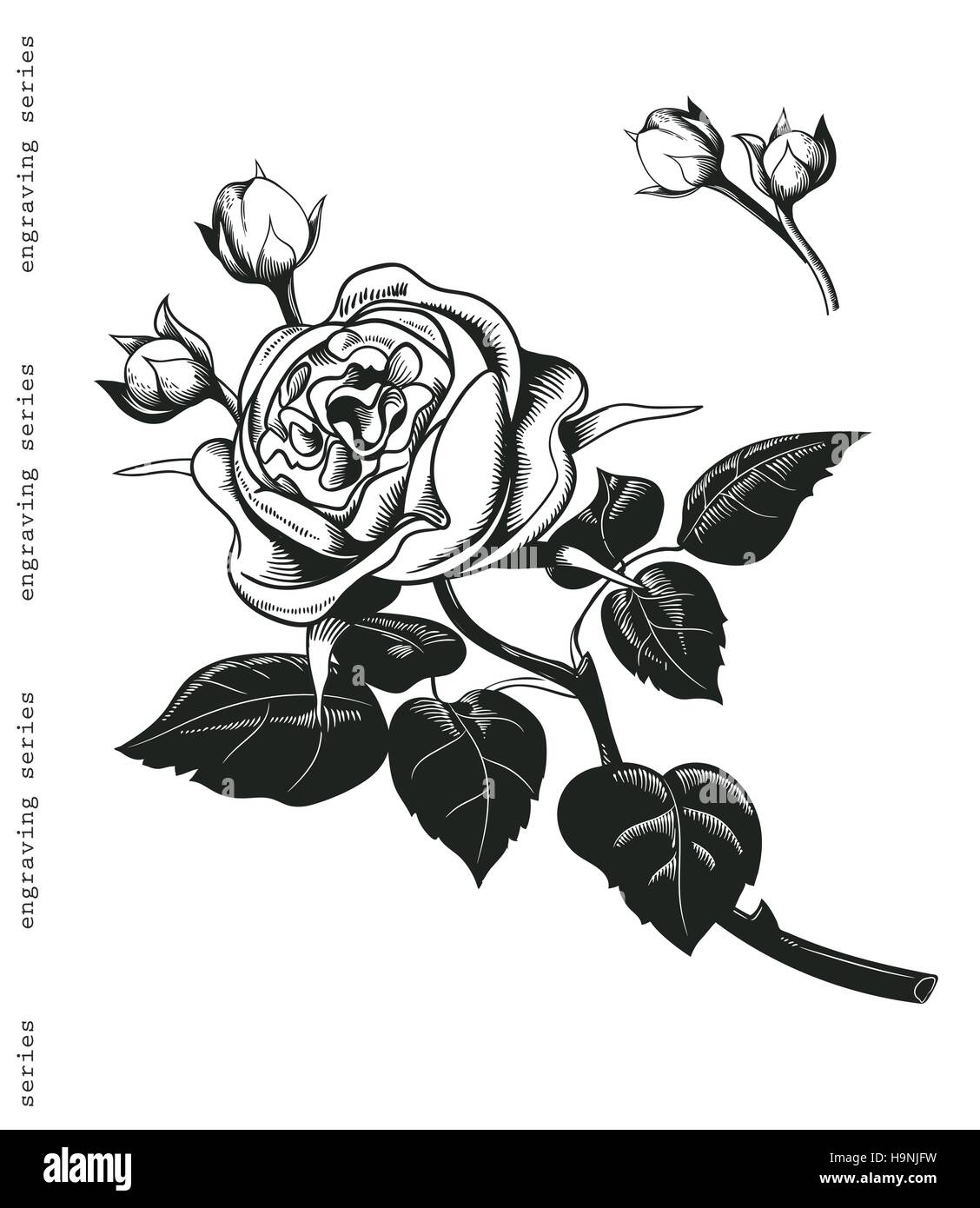 Dessiné à main bouquet de rose blanche dans un style de gravure d'époque. Éléments de décoration baroque. Doodles fleurs, feuilles, bourgeons de fleurs, branches, fleurs, Illustration de Vecteur