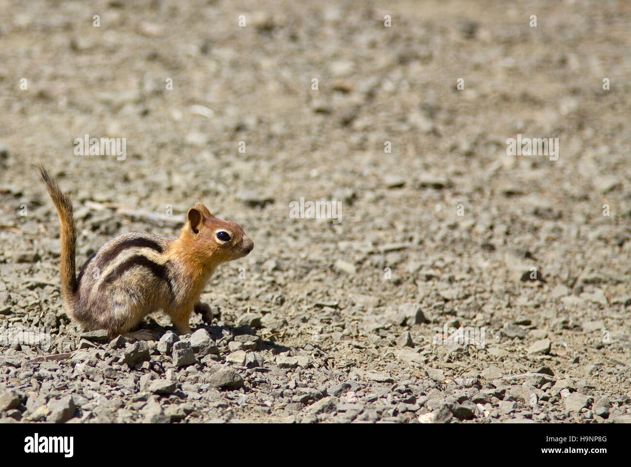 Plan de profil d'un écureuil (tamia) avec la queue vers le haut. Tourné au Crater Lake National Park dans l'Oregon, États-Unis Banque D'Images