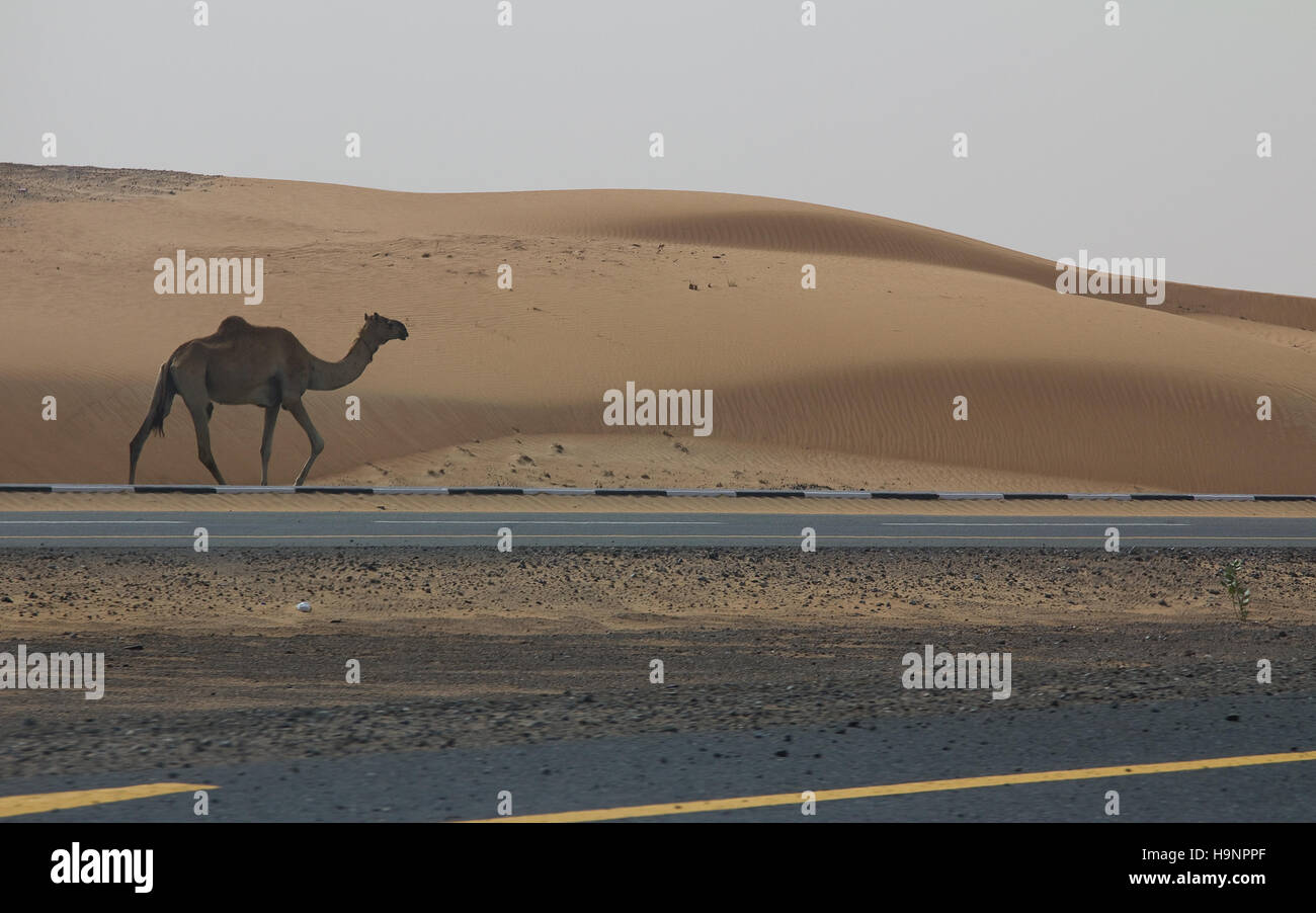 Le chameau sauvage une balade sur l'autoroute à côté d'un désert À DUBAÏ, ÉMIRATS ARABES UNIS Banque D'Images