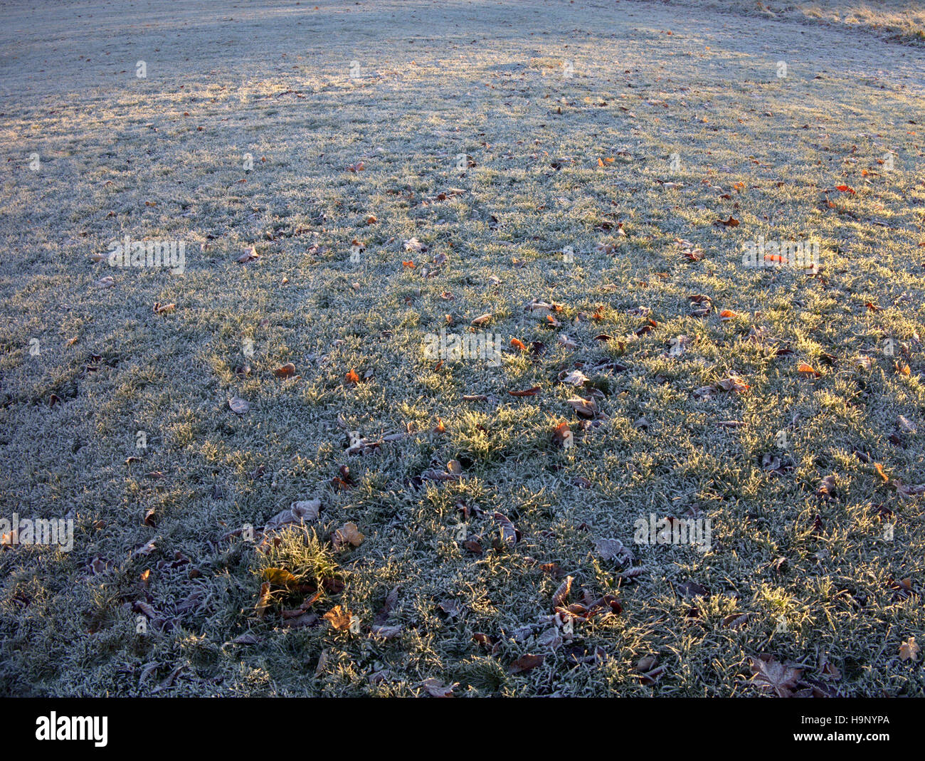 Fond de fleurs sauvages écossais prairie de graminées et mauvaises herbes glace neige Banque D'Images