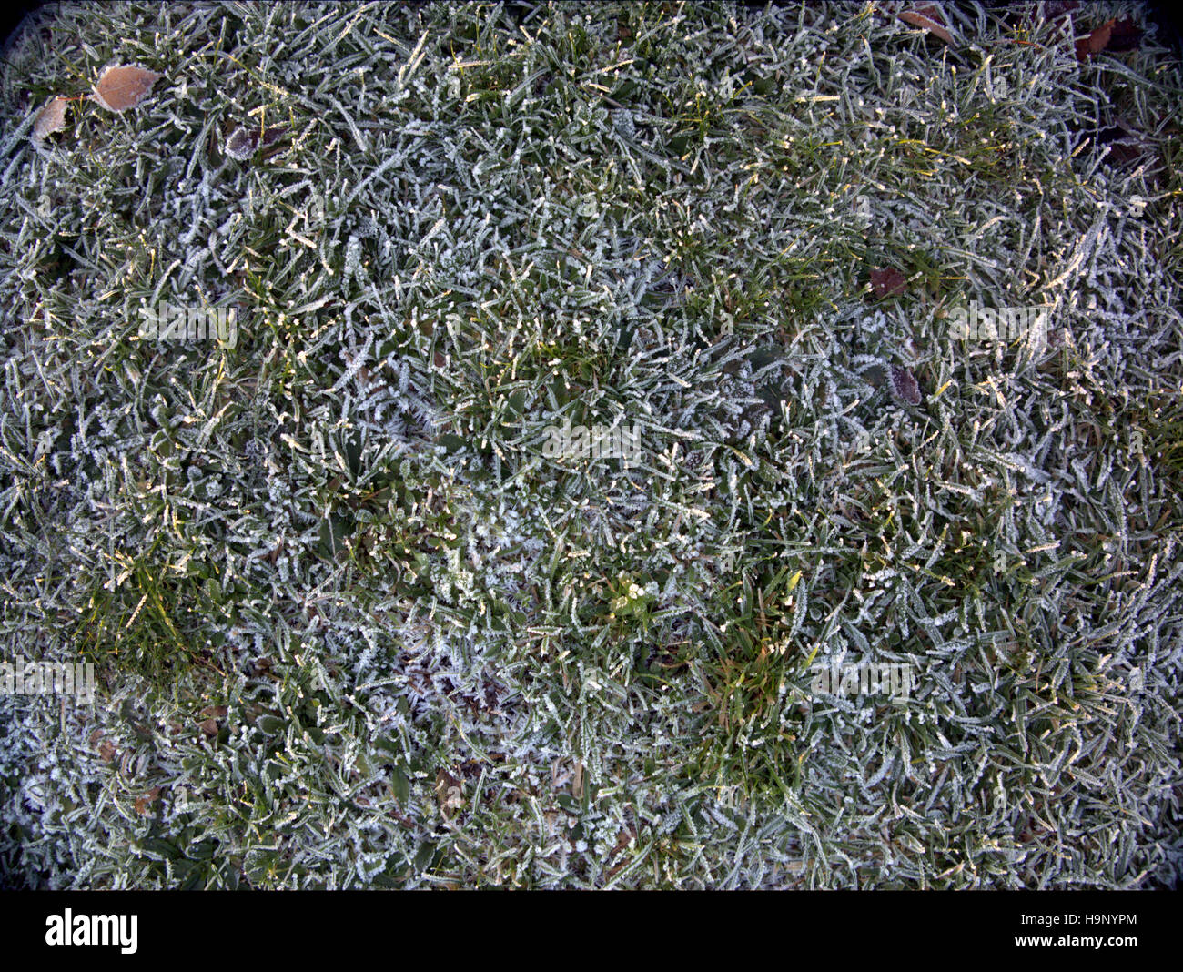 Fond de fleurs sauvages écossais prairie de graminées et mauvaises herbes glace neige Banque D'Images