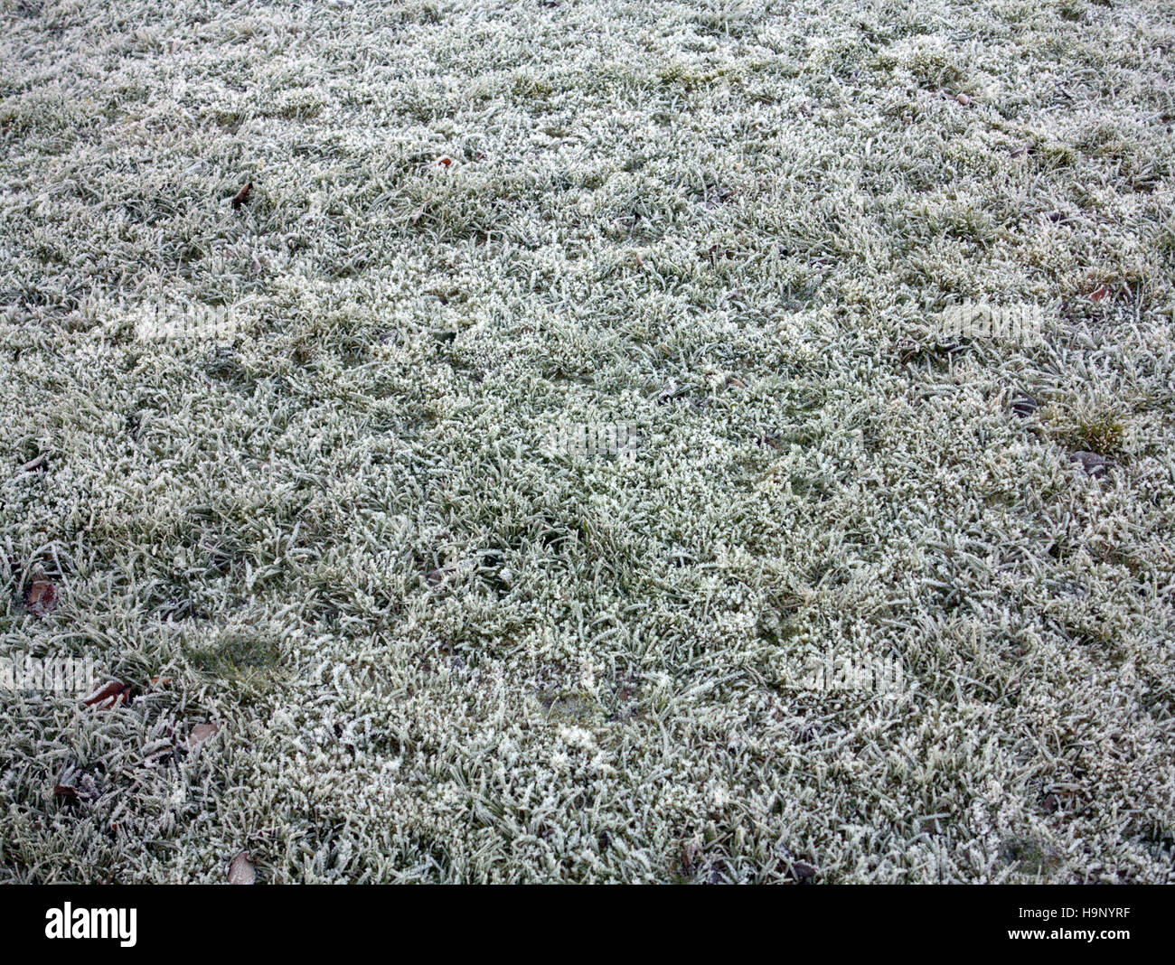 Fond de fleurs sauvages écossais prairie de graminées et mauvaises herbes glace neige noël blanc Banque D'Images