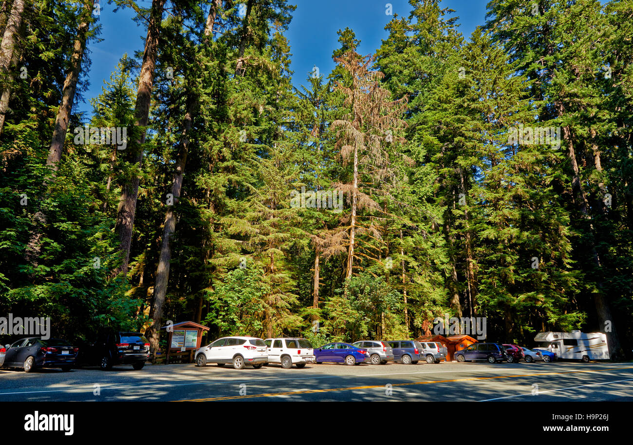 Grand Douglas taxifoliés dans Cathedral Grove, MacMillan Parc Provincial, Nanaimo, île de Vancouver, Colombie-Britannique, Canada Banque D'Images