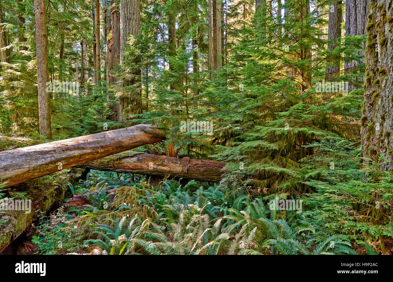 Grand Douglas taxifoliés dans Cathedral Grove, MacMillan Parc Provincial, Nanaimo, île de Vancouver, Colombie-Britannique, Canada Banque D'Images