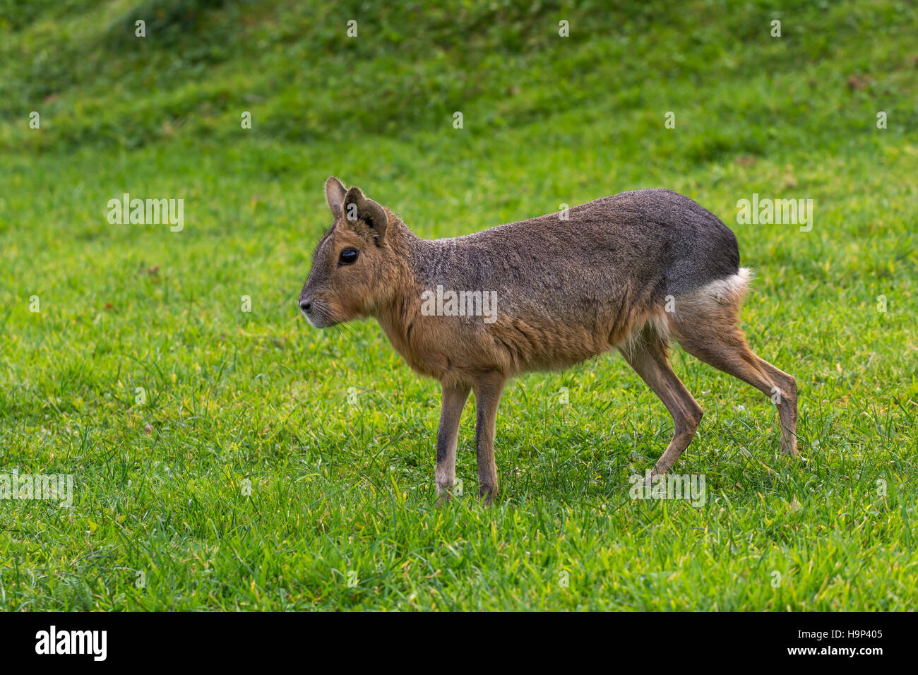 Cavy seul Banque D'Images