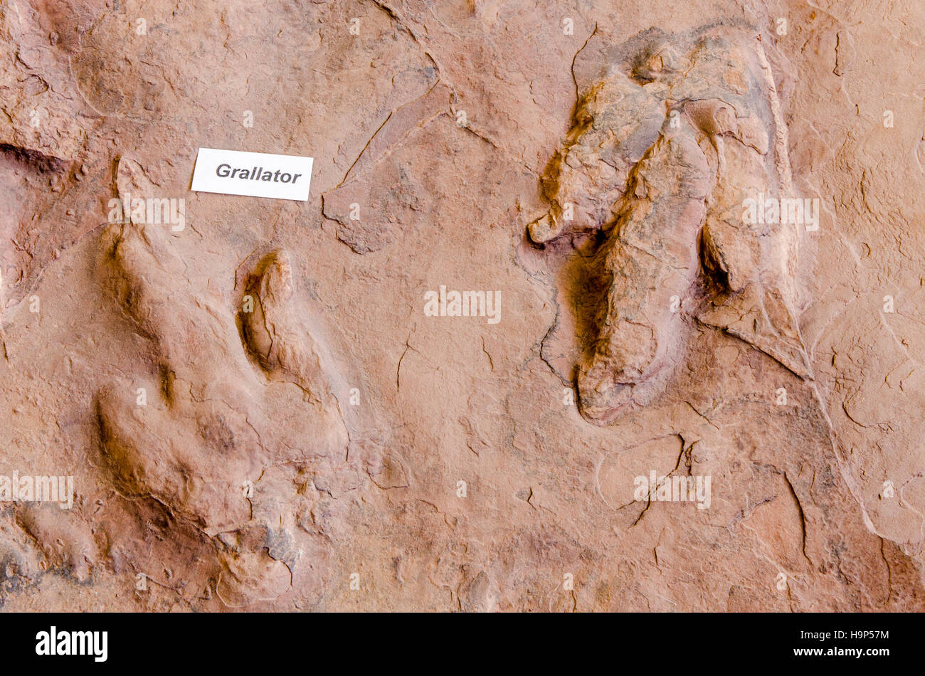 Traces de dinosaures à Dinosaur Discovery, Johnson Farm, Saint George, Utah, USA. Banque D'Images
