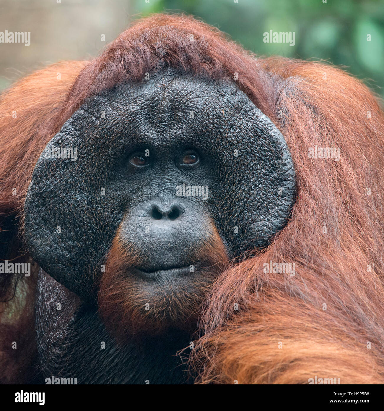 Portrait de l'orang-outan de Bornéo mâle Banque D'Images