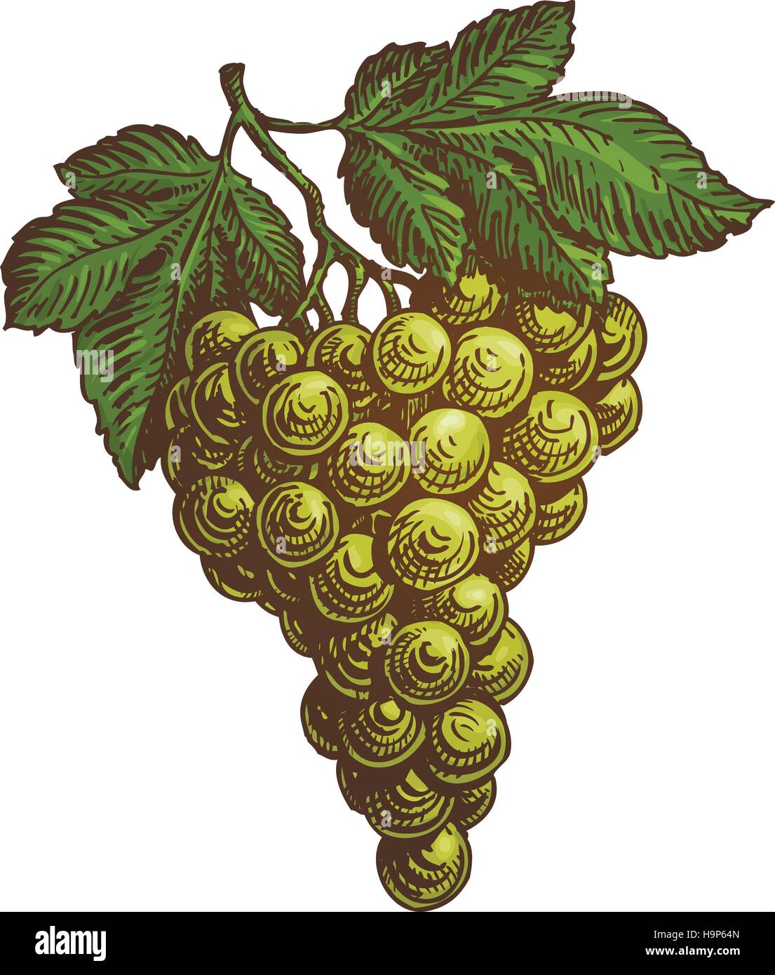 Grappe de raisins. Vector illustration Illustration de Vecteur