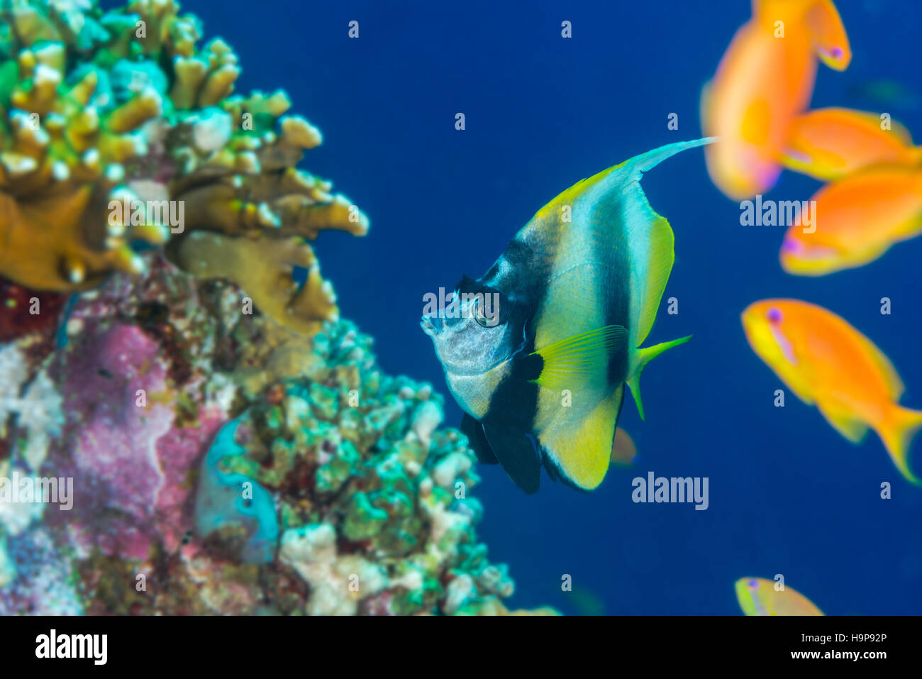 Red Sea bannerfish (Heniochus intermedius) nager sur une barrière de corail en face d'un banc d'anthias, Mer Rouge, Egypte. Novembre Banque D'Images