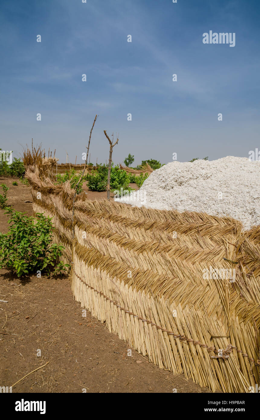 Le coton récolté d'être entassés dans un stockage reed sous le ciel africain bleu au Bénin Banque D'Images