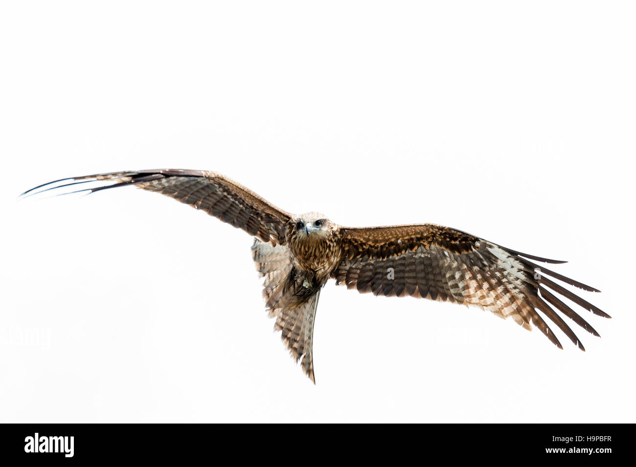 Le Japon, l'Akashi. Oiseau de proie. Milan noir, black-eared kite (Milvus migrans lineatus), en vol au dessus de la tête. Courant dans le japon. Banque D'Images