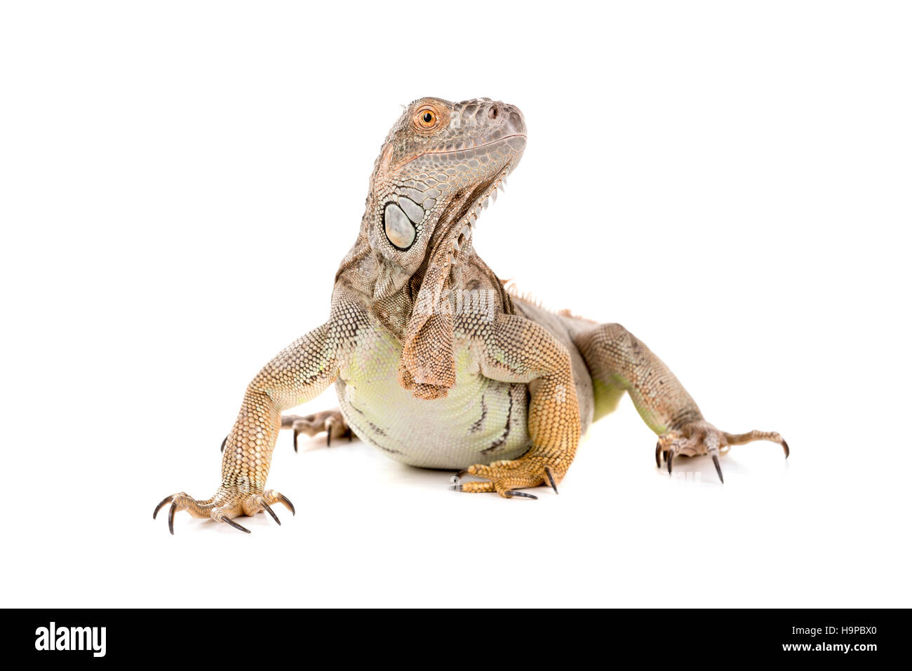 Belle Iguana isolés dans un fond blanc Banque D'Images