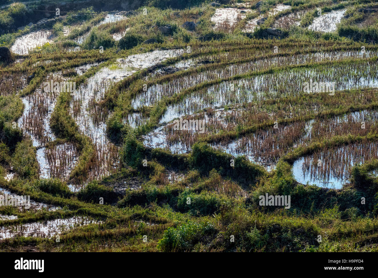 Terrasses de riz, Lao Chai, SAPA, Vietnam, Asie Banque D'Images