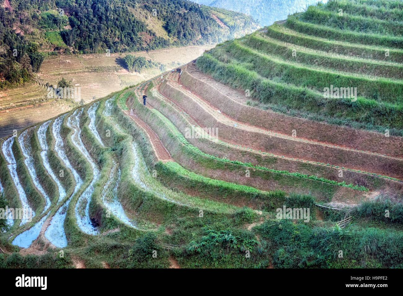 Terrasses de riz, Lao Chai, SAPA, Vietnam, Asie Banque D'Images