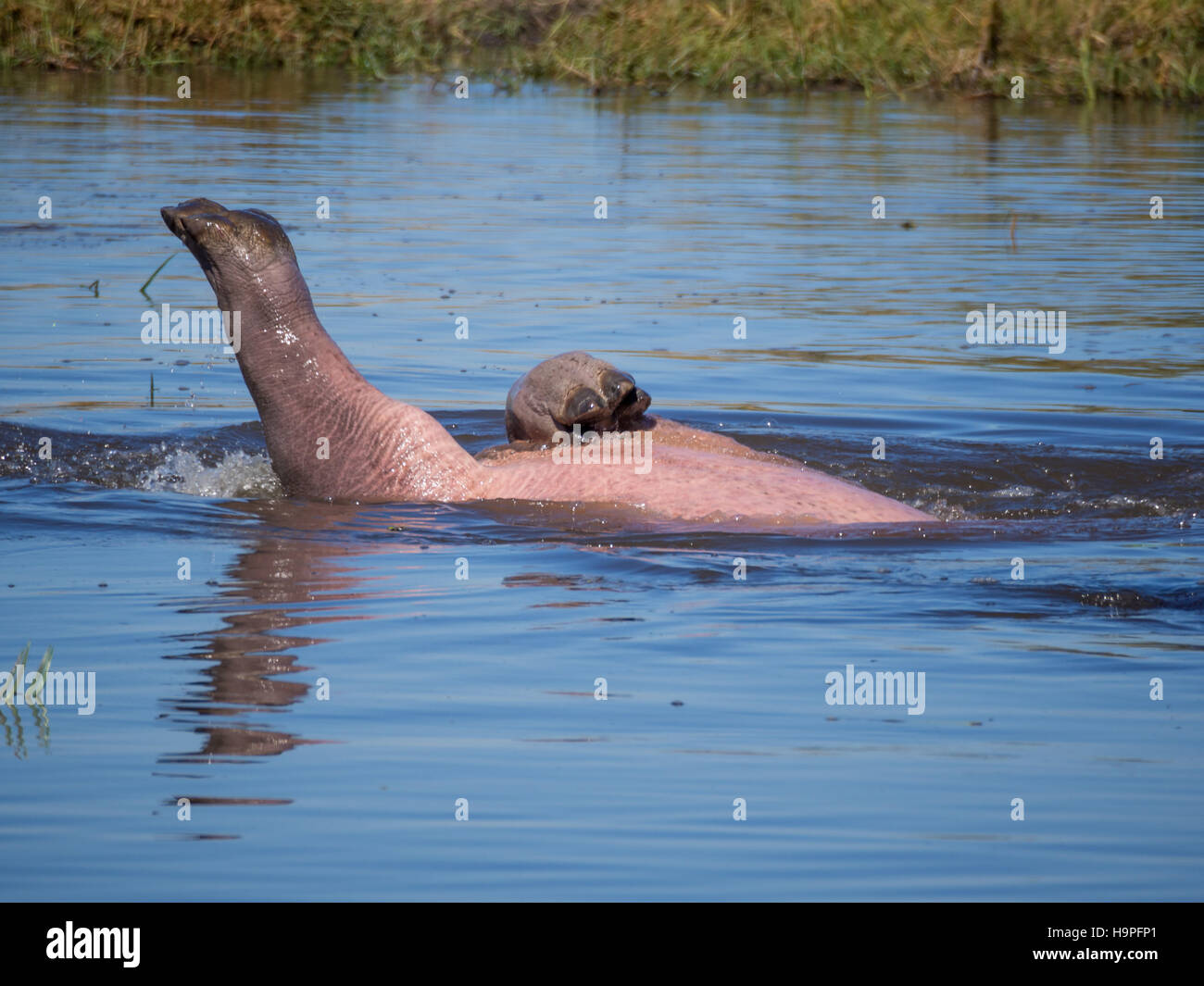 Hippo africain de rouler et jouer dans l'eau de la rivière avec seulement les jambes et le ventre rose visible, Botswana Banque D'Images