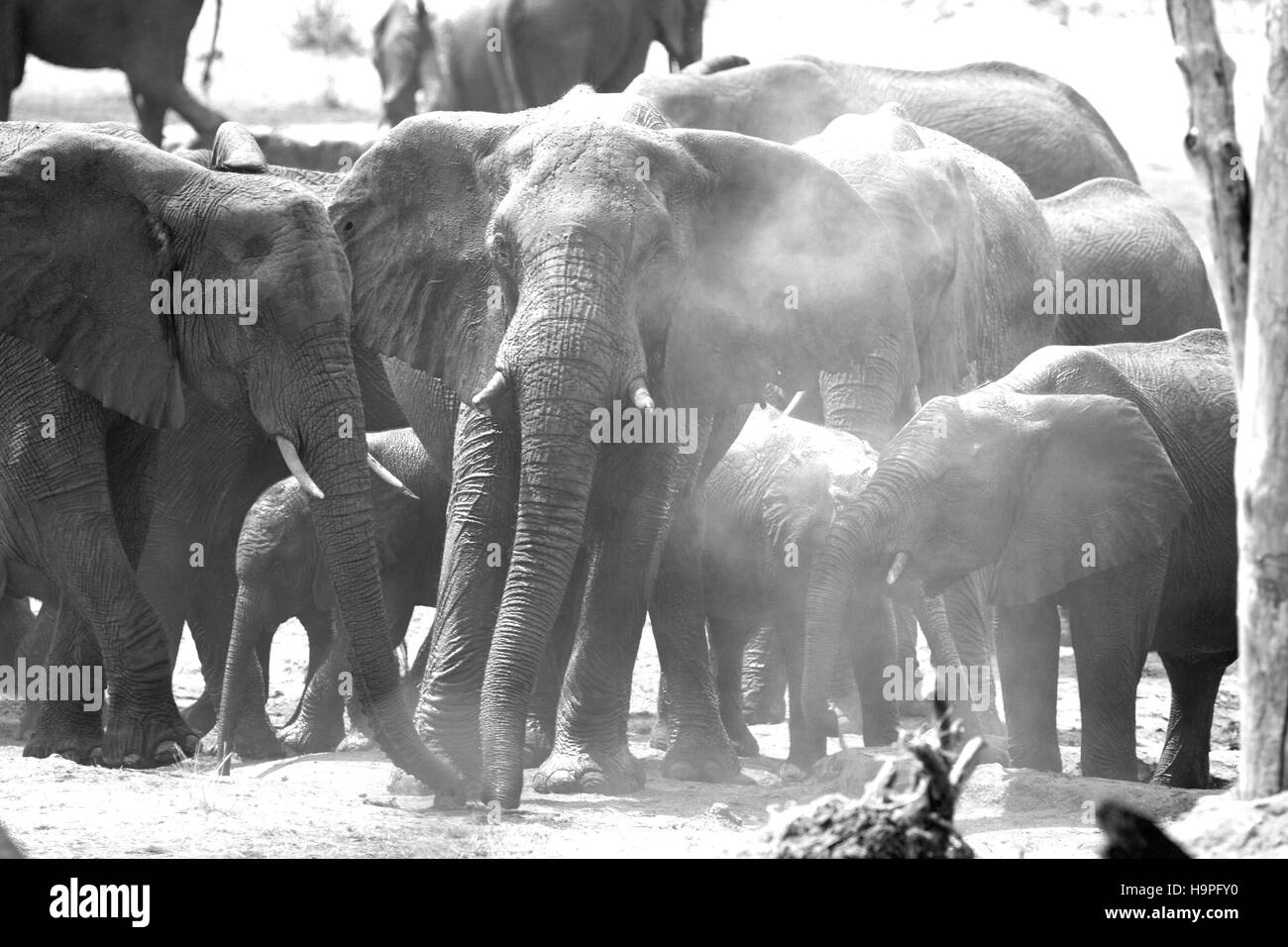 Un grand troupeau d'animaux se tenant ensemble se dépoussiérant dans le parc national de Hwange, au Zimbabwe Banque D'Images