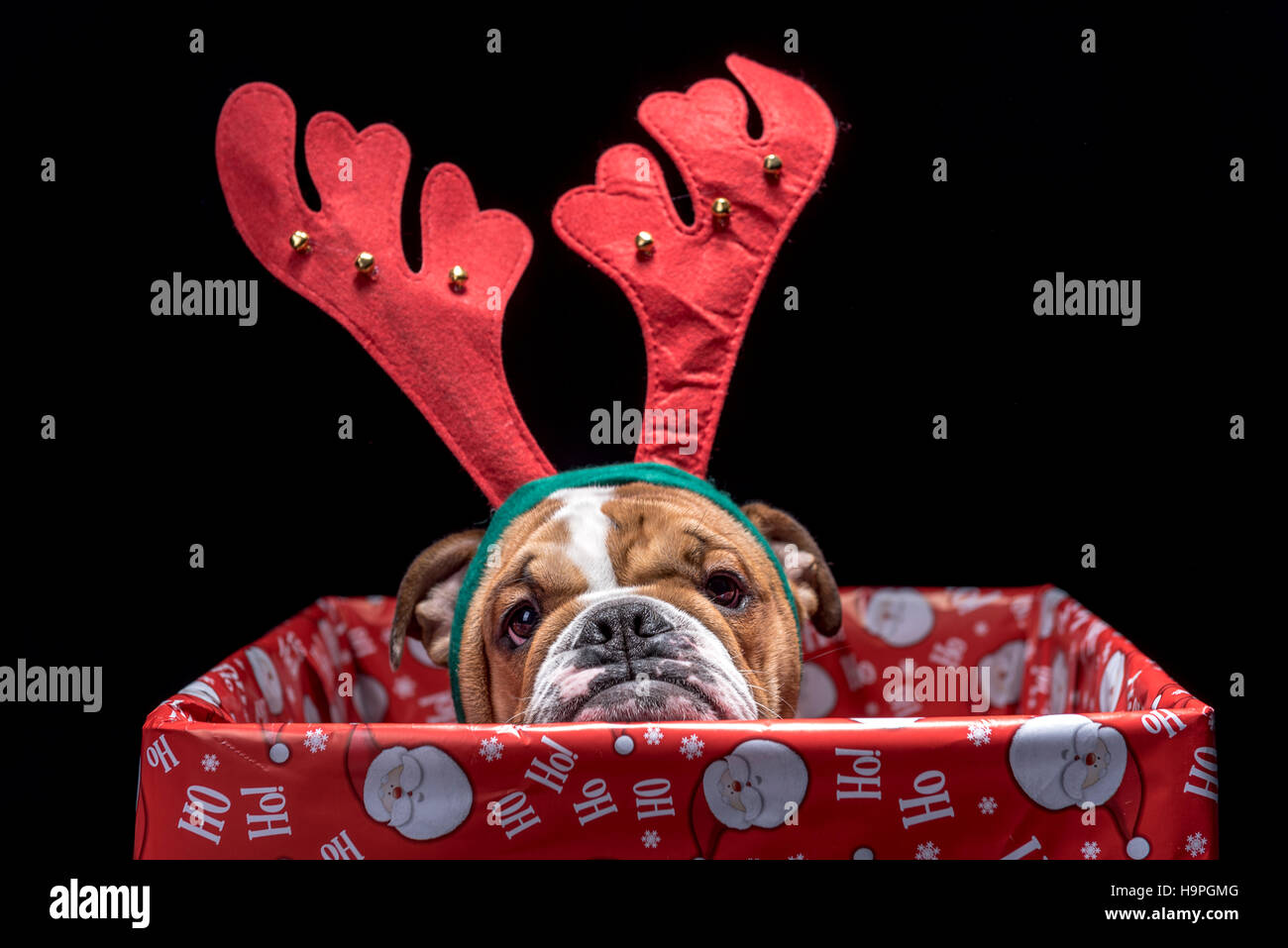 Boîte de Noël avec bulldog Anglais chiot,selective focus Banque D'Images