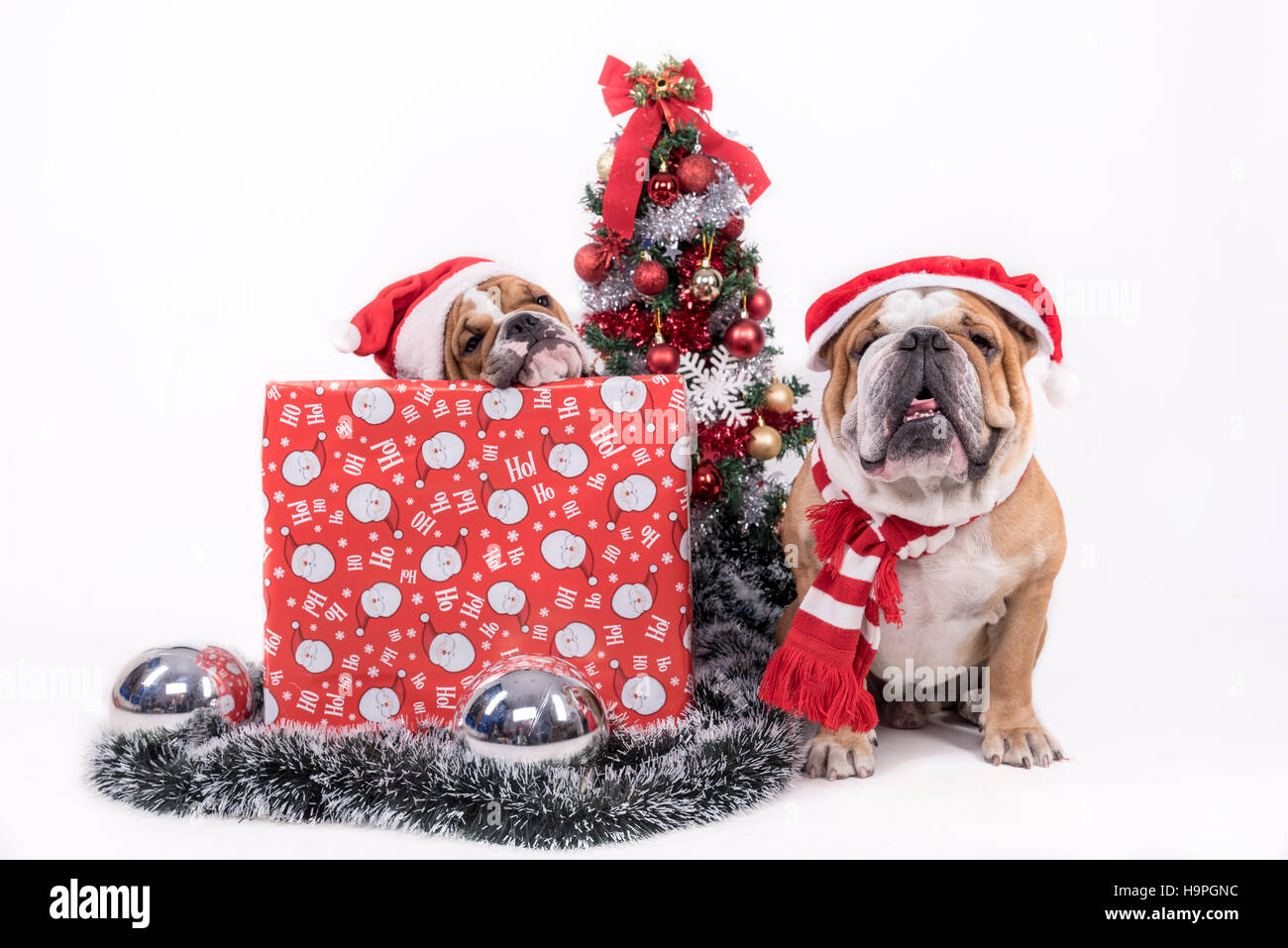Bulldog anglais avec arbre de Noël,selective focus et isolé sur fond blanc Banque D'Images