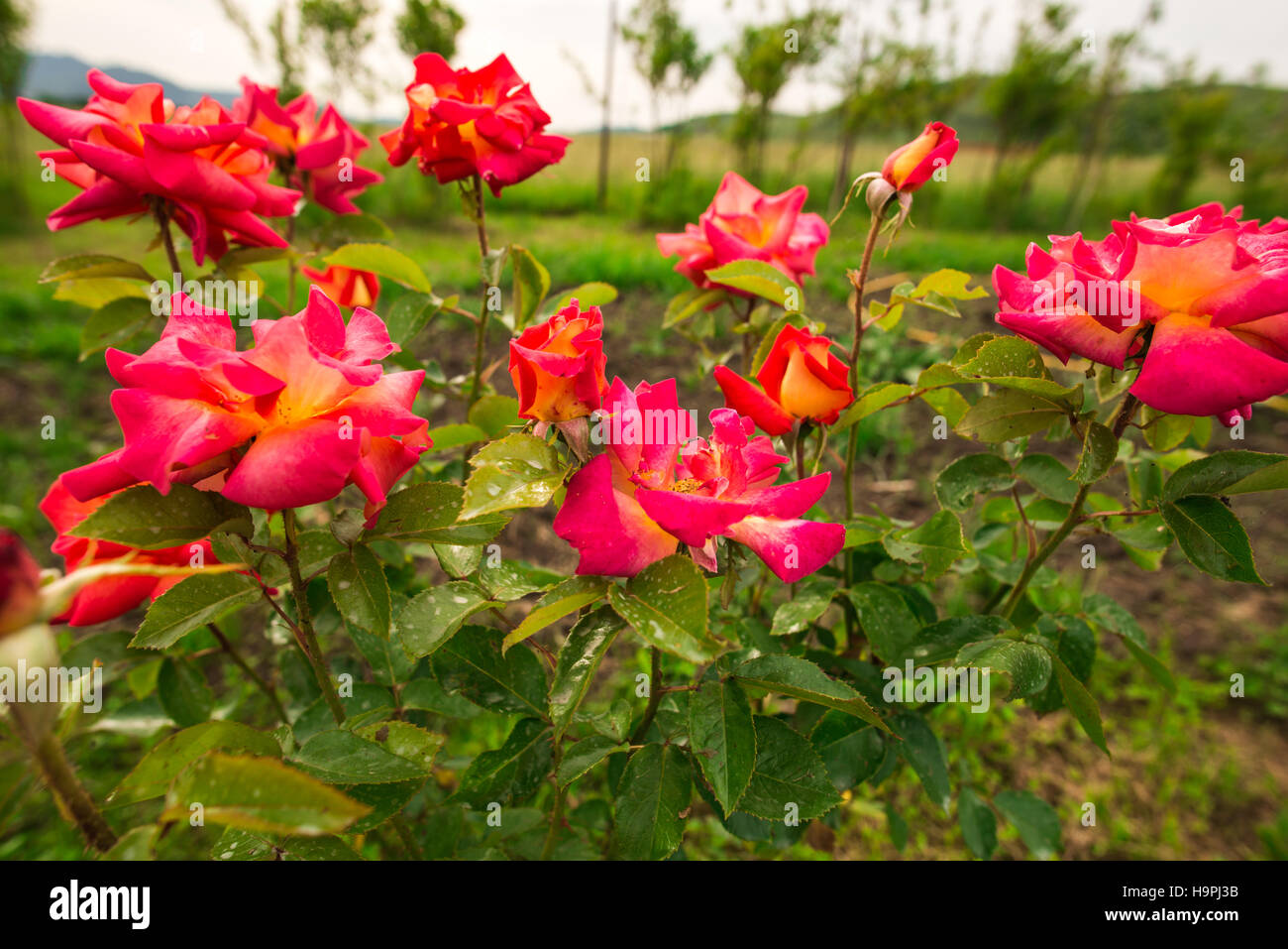 roses rouges Banque D'Images