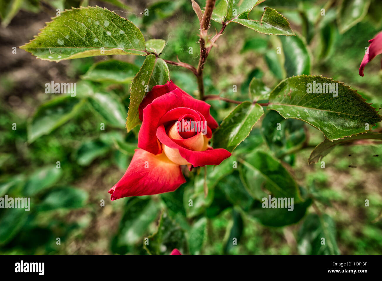 Rose rouge Banque D'Images