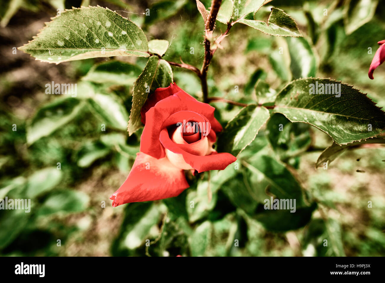 Belles fleurs rose rouge Banque D'Images