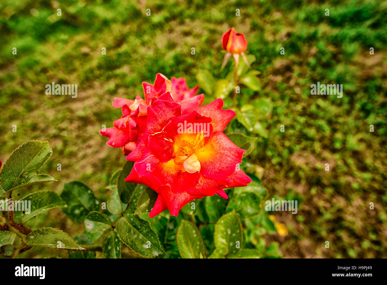 rose rouge Banque D'Images
