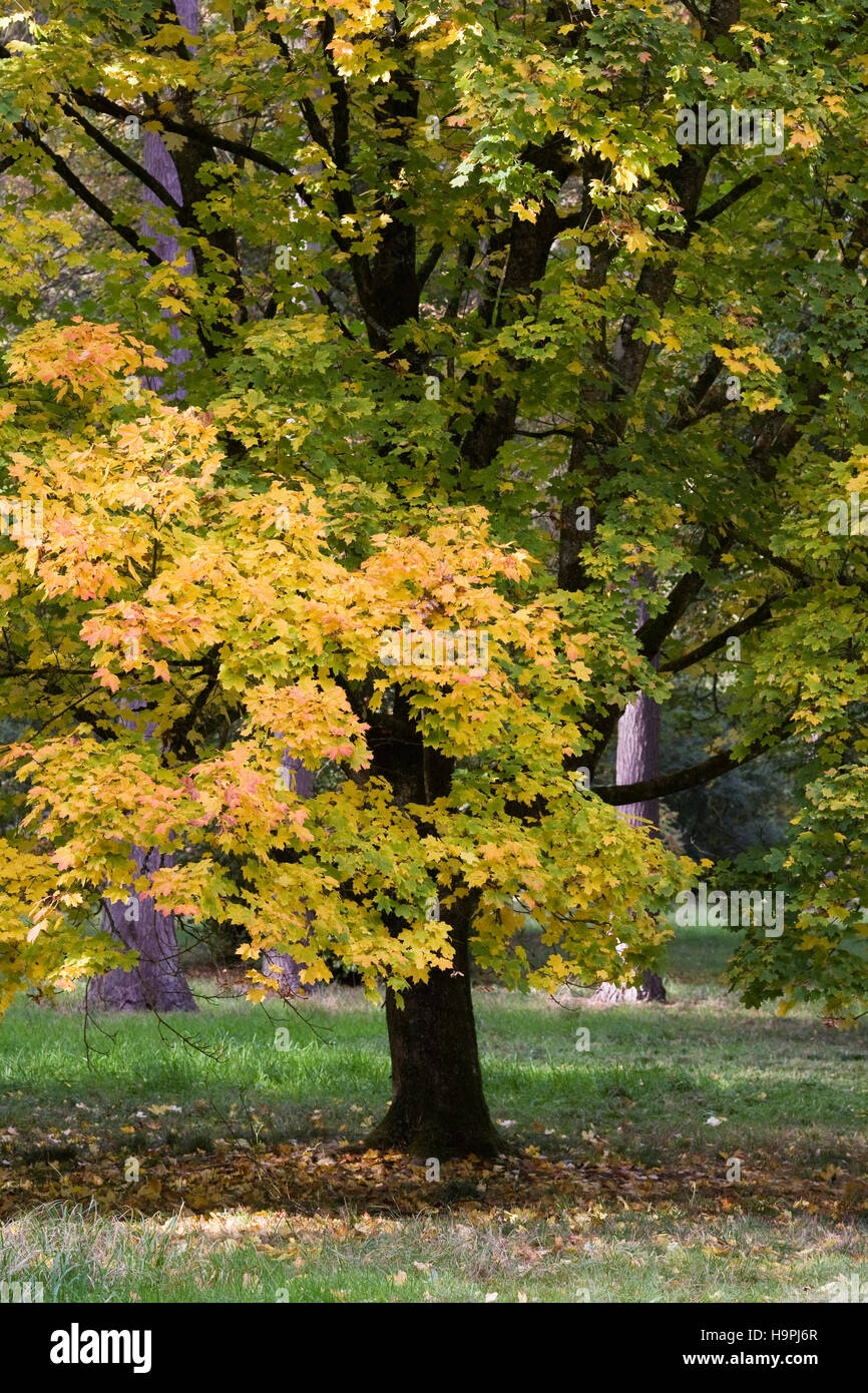 Acer platanoides feuilles à l'automne. Banque D'Images
