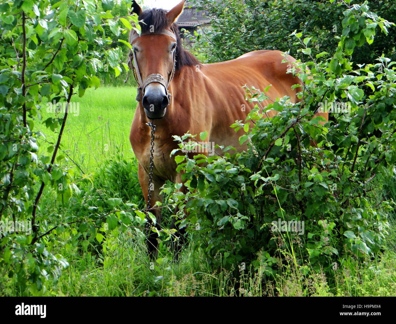 Cheval dans un jardin rustique vert Banque D'Images