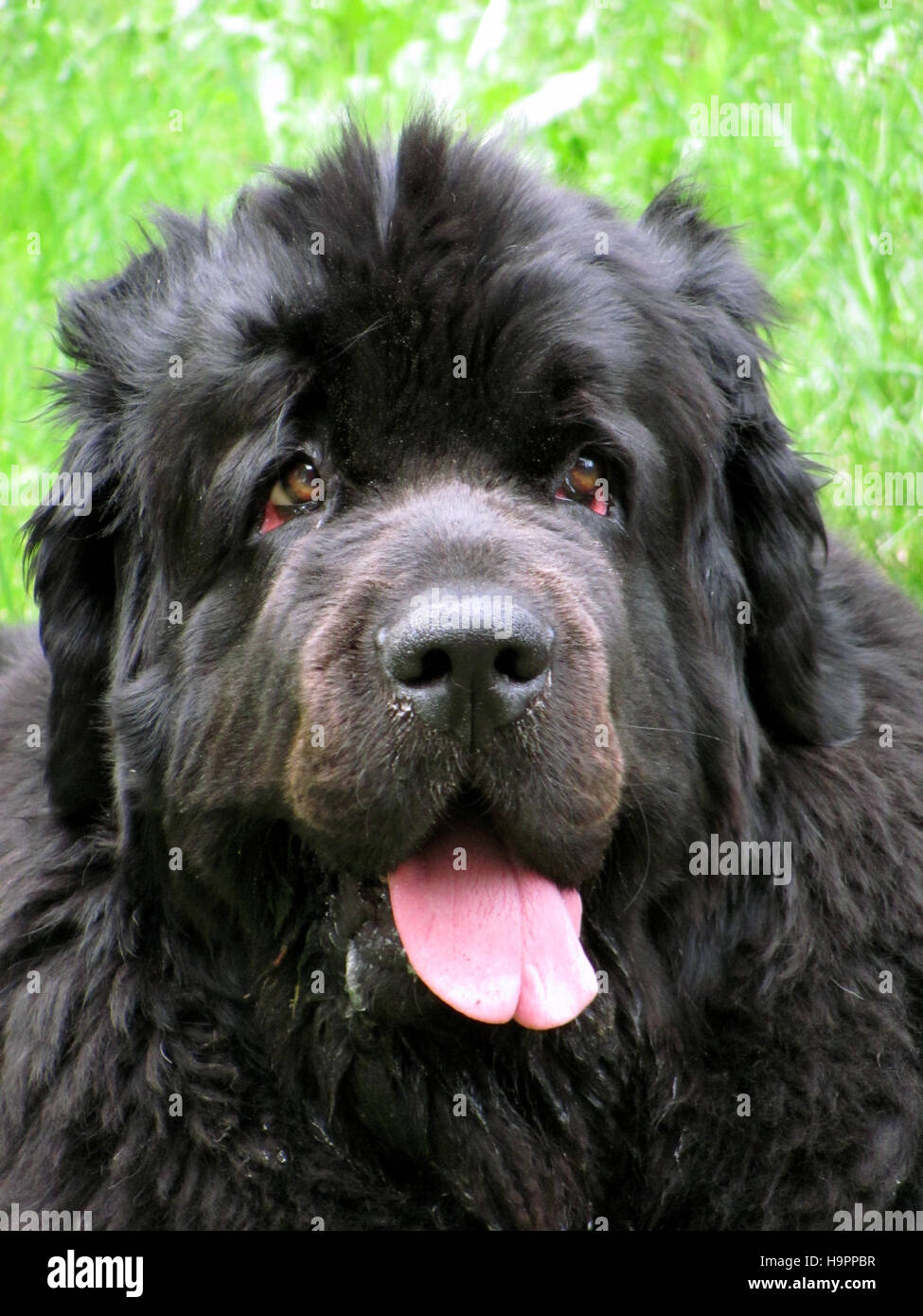 Portrait de chien de Terre-Neuve Banque D'Images