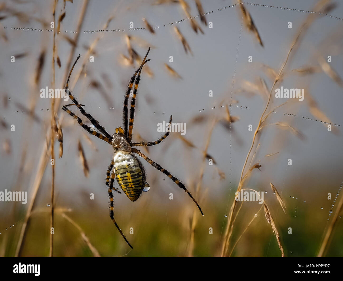 Bagués solitaire spider jardin accroché sur web avec de minuscules gouttelettes d'eau Banque D'Images