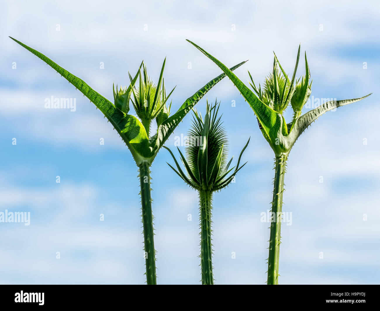 Chardon vert vif émergents plante avec ciel bleu et nuages gonflés Banque D'Images