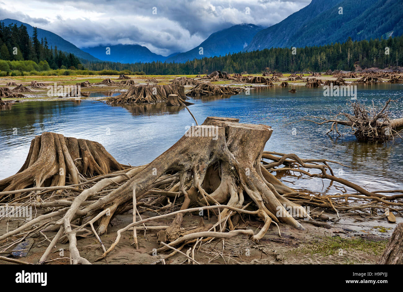 Les racines des arbres dans de Buttle Lake Parc provincial Strathcona, dans l'île de Vancouver, Colombie-Britannique, Canada Banque D'Images