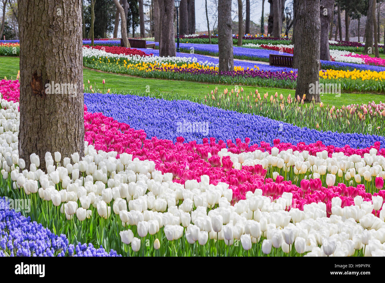 Tulipes dans le parc, Istanbul, Turquie Banque D'Images