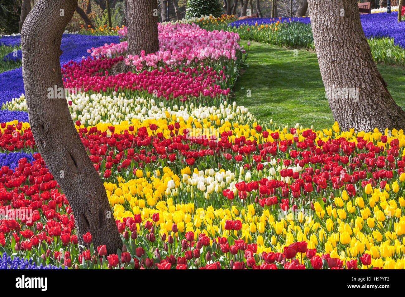 Tulipes dans le parc, Istanbul, Turquie Banque D'Images