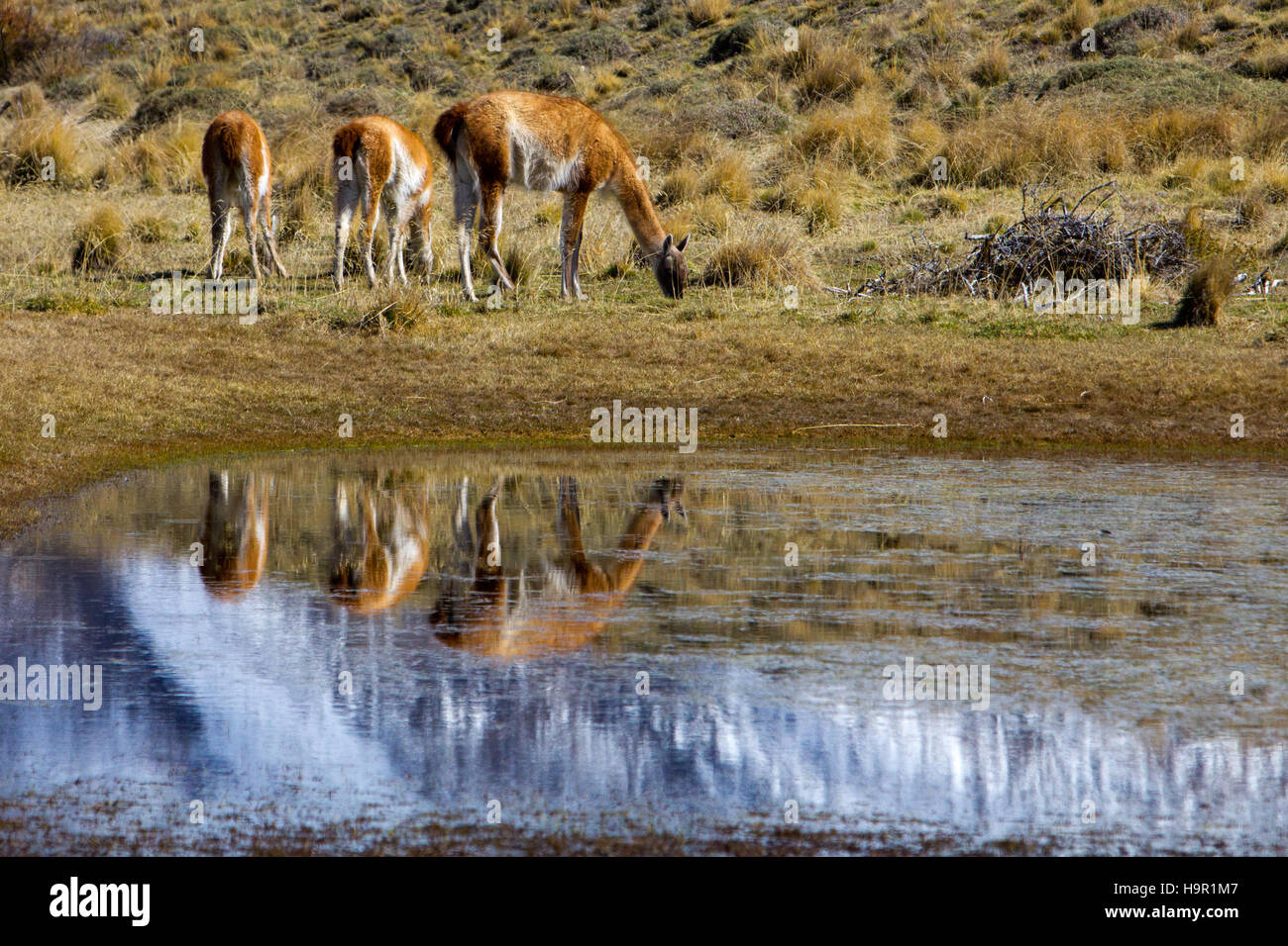 Guanacos se reflétant dans un petit lac dans le Parc National Torres del Paine, Chili Banque D'Images