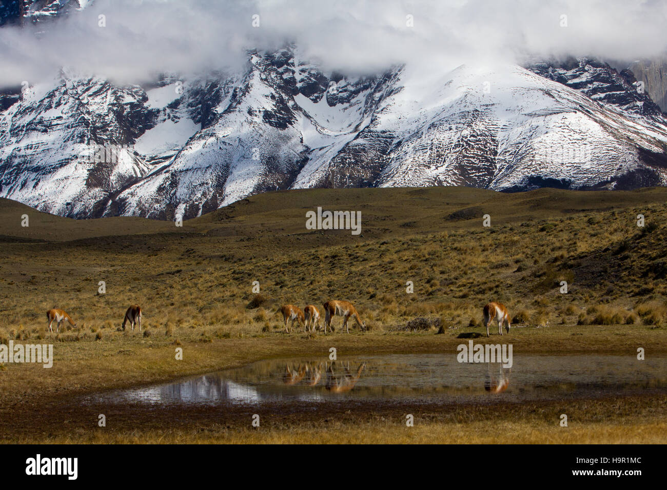 Cobourg se reflétant dans un petit lac dans le Parc National Torres del Paine, Chili Banque D'Images