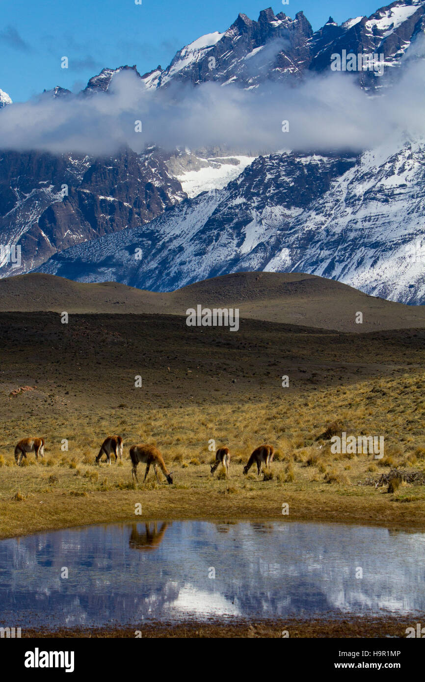 Cobourg se reflétant dans un petit lac dans le Parc National Torres del Paine, Chili Banque D'Images