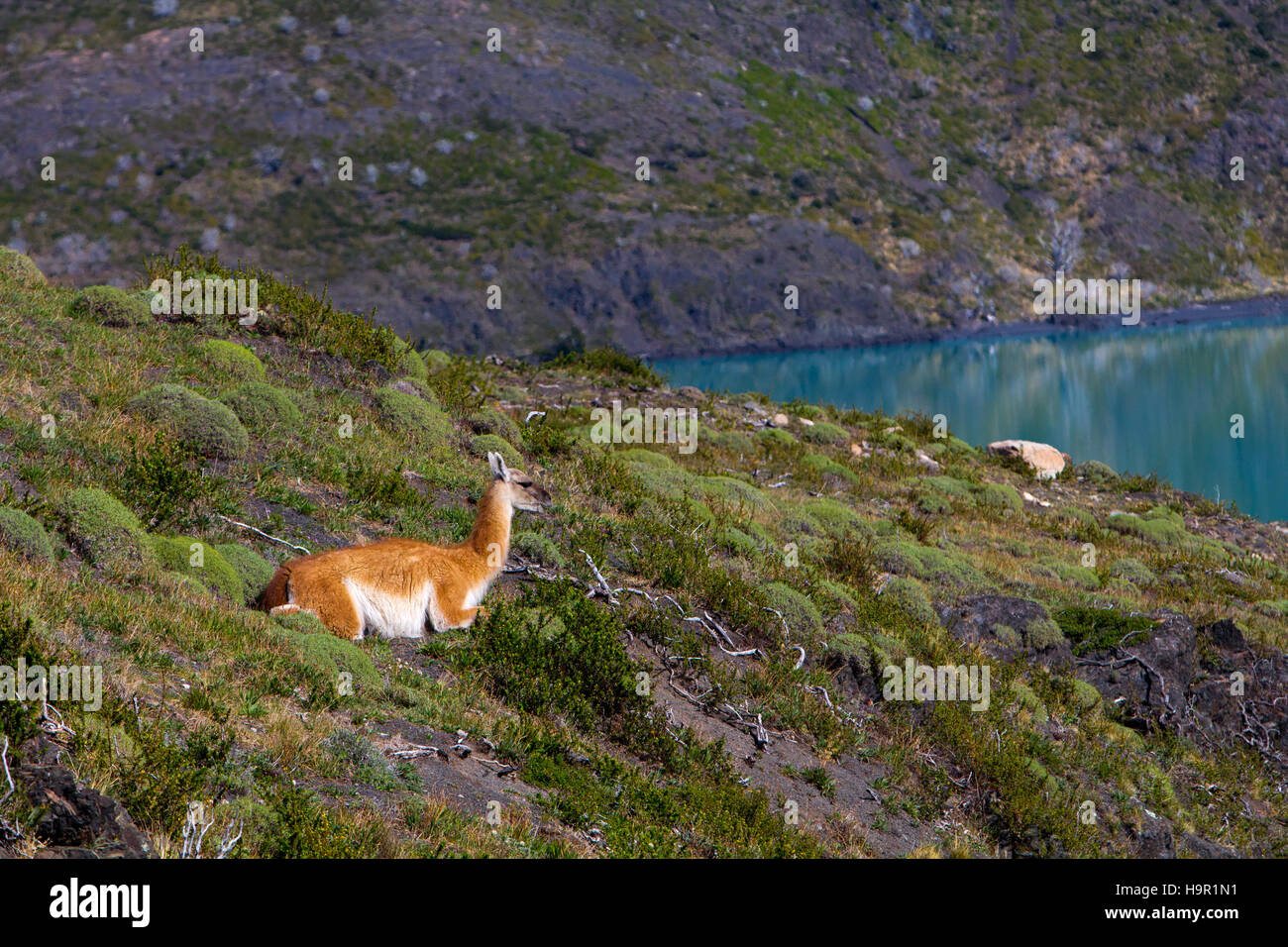 Cobourg assis au bord du lac dans le Parc National Torres del Paine, Chili Banque D'Images