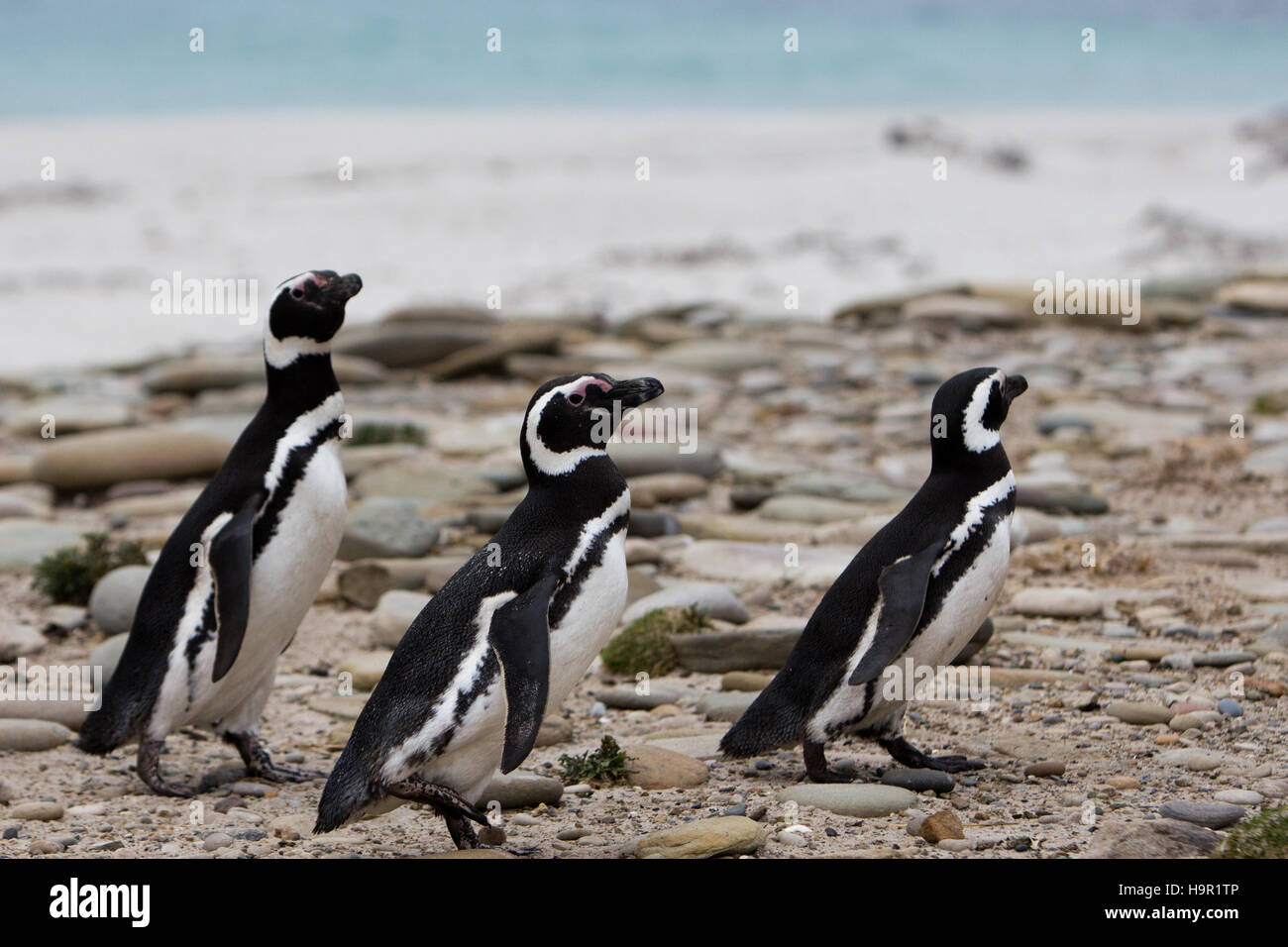 Les manchots de Magellan sur la plage sur l'île de la carcasse dans les îles Falkland Banque D'Images