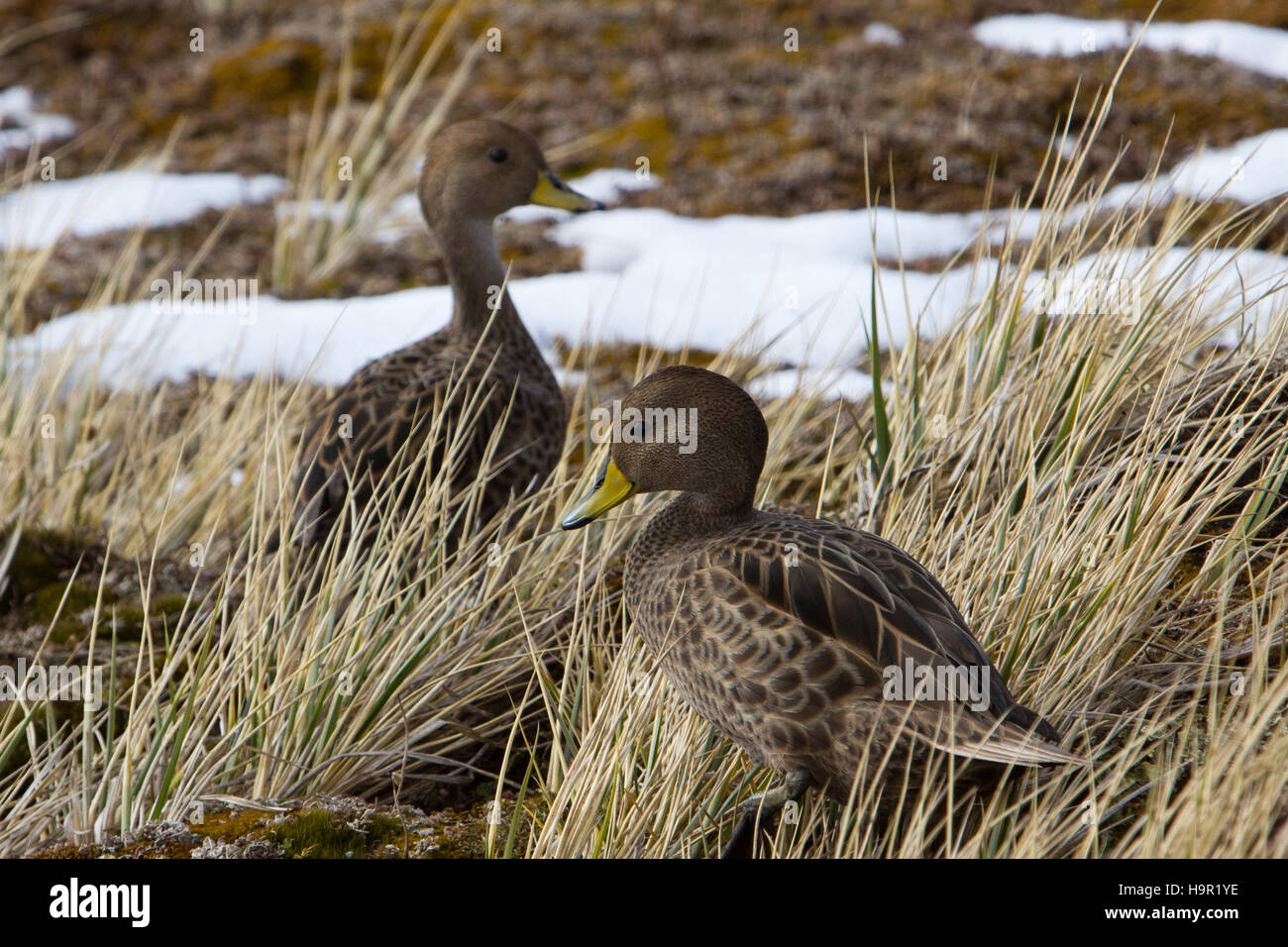 Le Canard pilet de la Géorgie du Sud sur l'île de Géorgie du Sud Banque D'Images