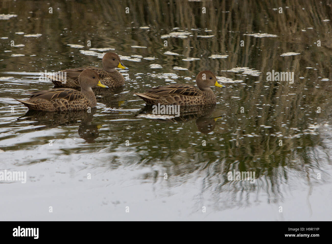 Le Canard pilet de la Géorgie du Sud sur l'île de Géorgie du Sud Banque D'Images