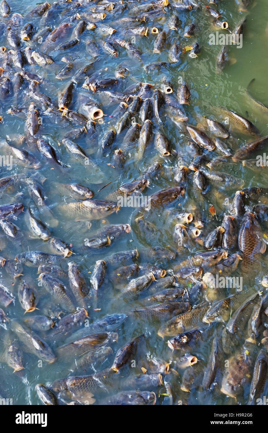 Les poissons dans l'étang au Jardins de l'Orangerie du Château de  Versailles à Paris en France. Selective focus Photo Stock - Alamy