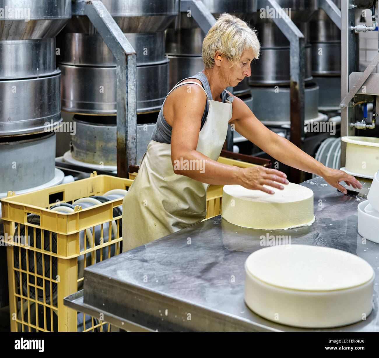 Evillers, France - 31 août 2016 : fromager placer les jeunes du comté de gruyère dans les formes dans l'industrie laitière en Franche Comte, Bourgogne, France. Banque D'Images