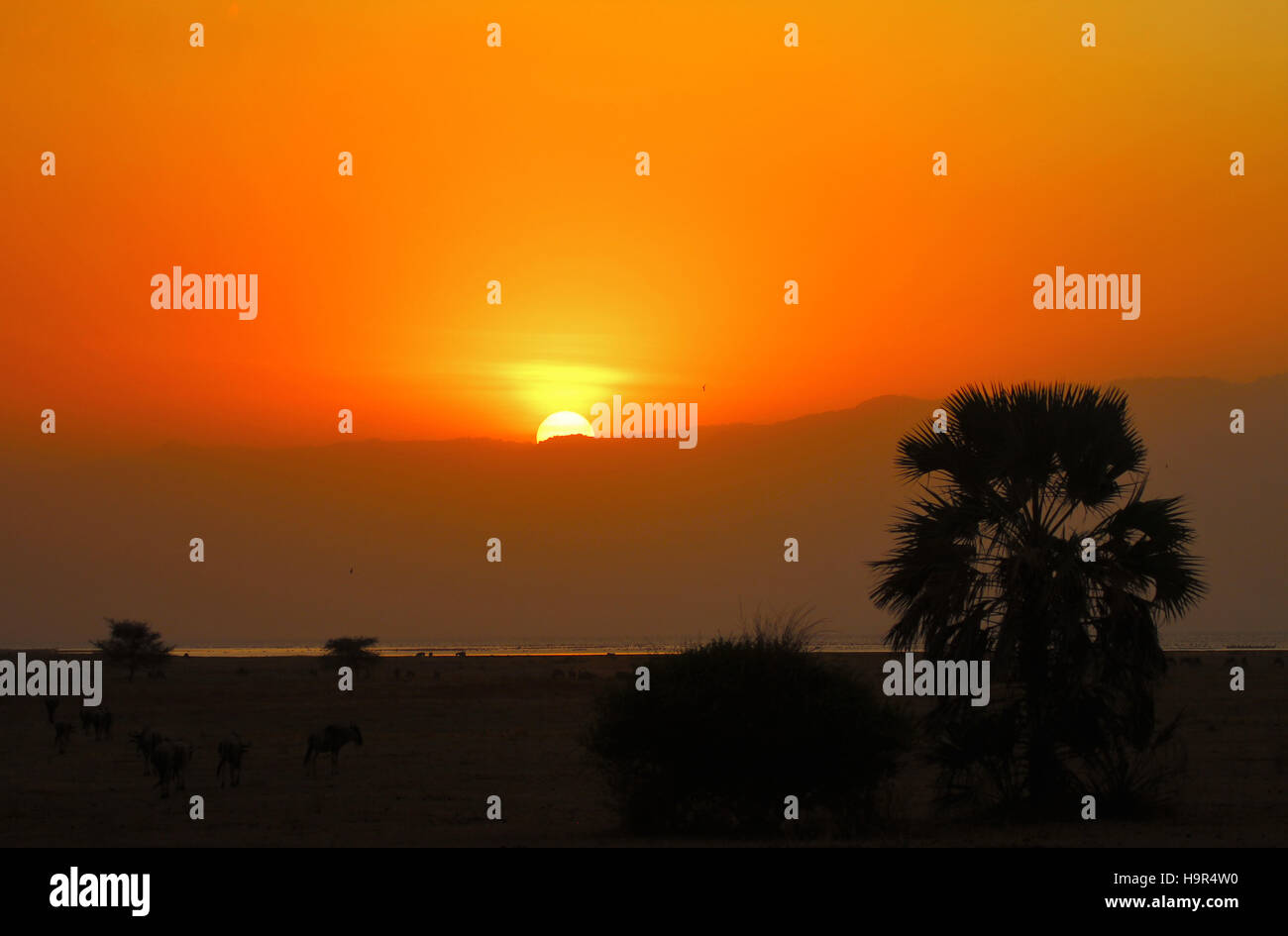 Coucher de soleil sur les plaines du Serengeti en Afrique. Banque D'Images