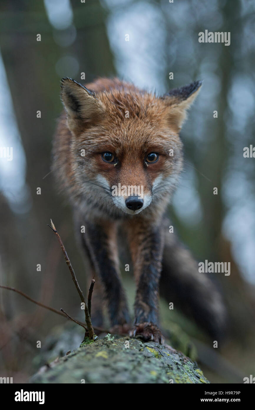 Red Fox / Rotfuchs ( Vulpes vulpes ), close-up, vue frontale, marcher sur un tronc d'arbre, curieux, drôle, pris par l'appareil photo-piège. Banque D'Images