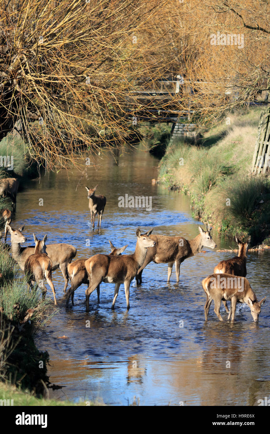 Richmond Park, SW London, Royaume-Uni. 25 novembre 2016. Le troupeau de cerfs rouges se rafraîchir dans la rivière au soleil sur une magnifique journée d'automne à Richmond Park, Londres SW. Credit : Julia Gavin UK/Alamy Live News Banque D'Images