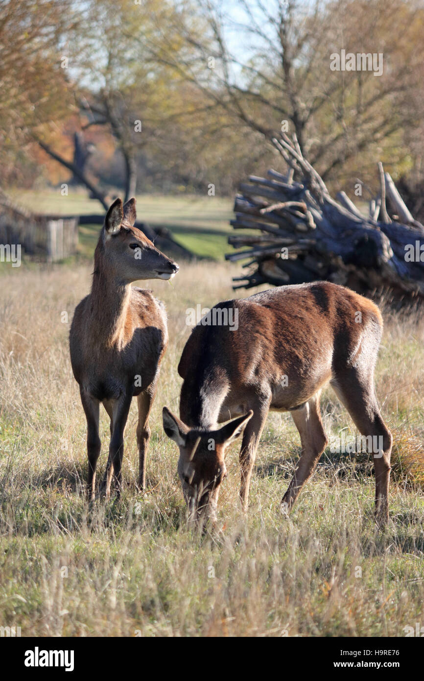 Richmond Park, SW London, Royaume-Uni. 25 novembre 2016. Une paire de red deer au soleil sur une magnifique journée d'automne à Richmond Park, Londres SW. Credit : Julia Gavin UK/Alamy Live News Banque D'Images