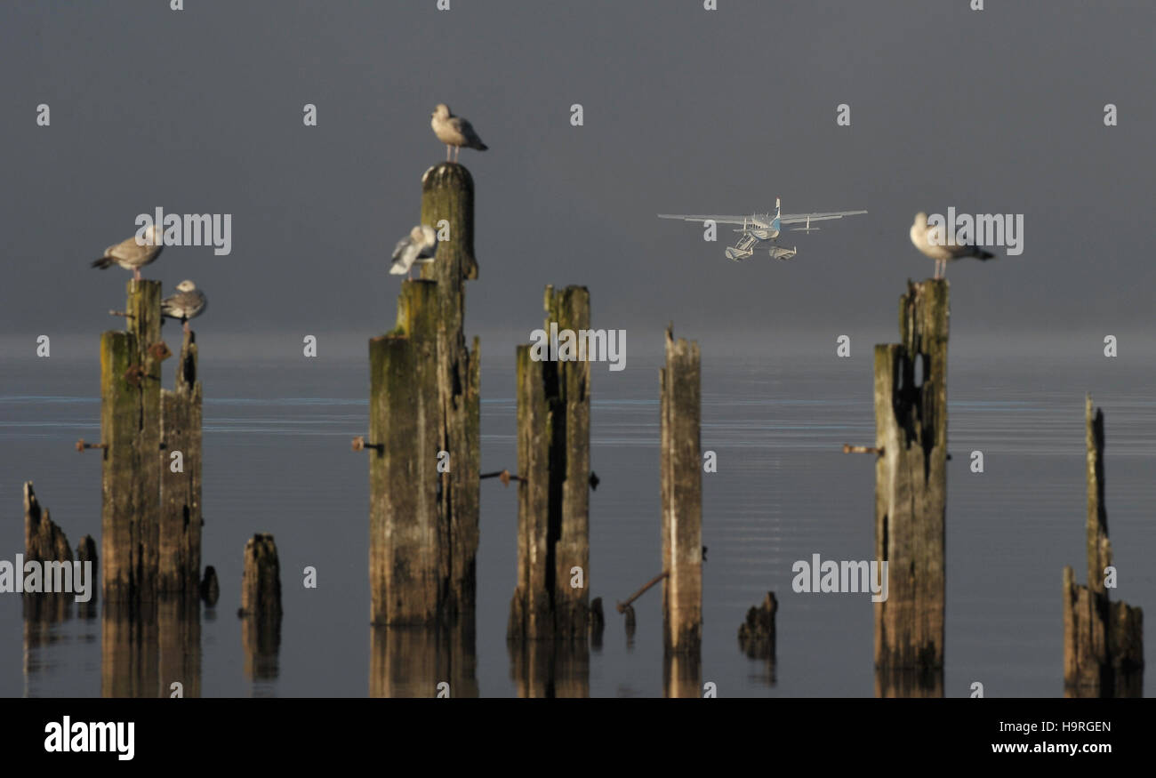 Balloch, West Dunbartonshire, Ecosse, Royaume-Uni. 24 novembre, 2016. L'Écosse temps froid. les mouettes perchées sur vieux rotton semelles pier wodden watch un hydravion décolle. Le Loch Lomond pier. Balloch. Dunbartonshire de l'Ouest. L'Écosse. UK. 24/11/2016. Credit : Sport en images/Alamy Live News Banque D'Images