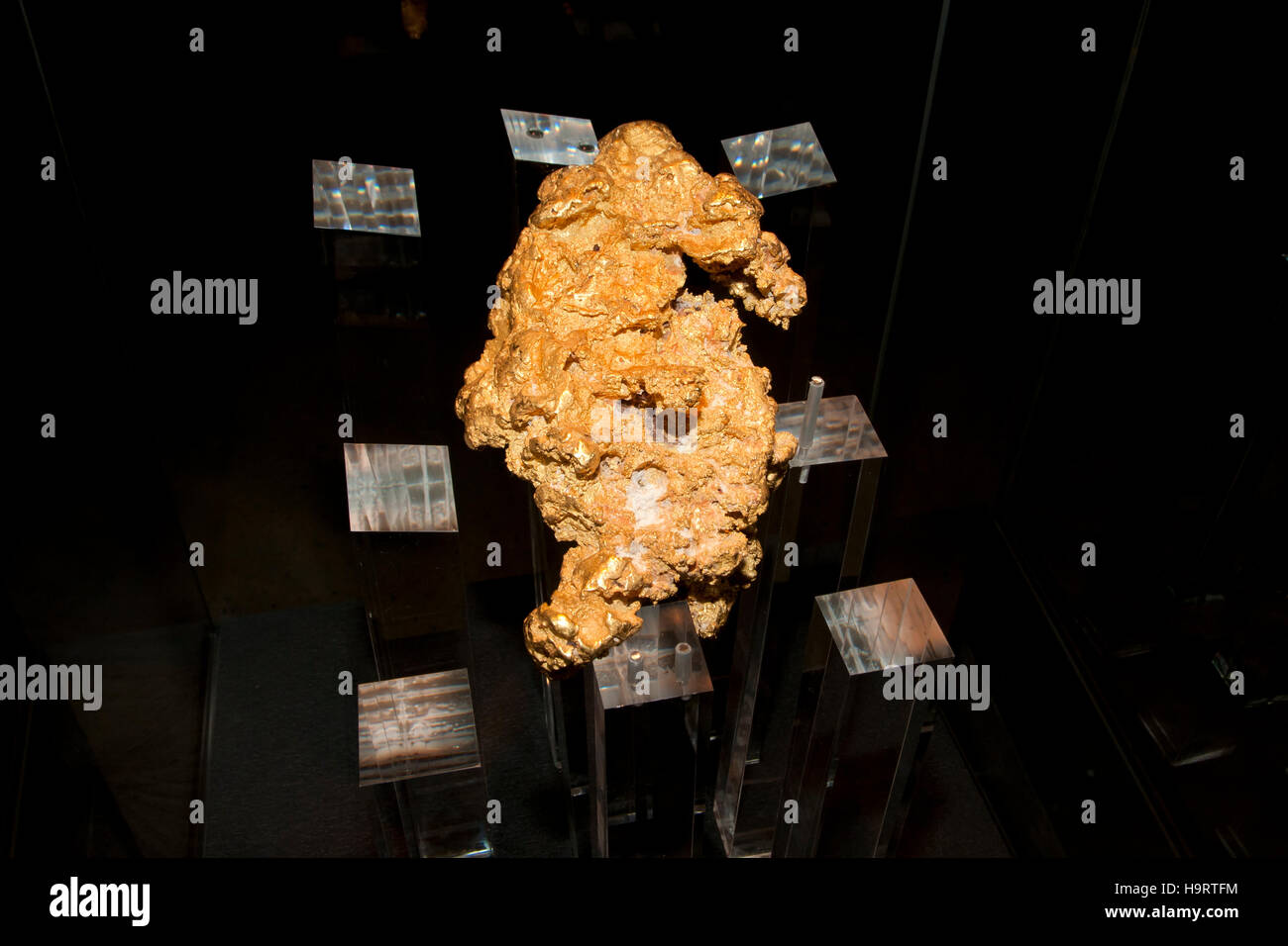 'Golden Nugget' Gold poisson-pierre (7kg) Banque D'Images